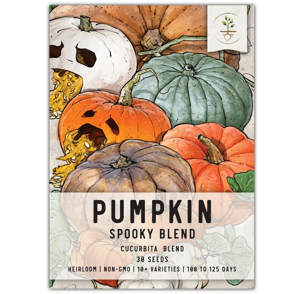 Spooky Blend Heirloom Pumpkin Seeds