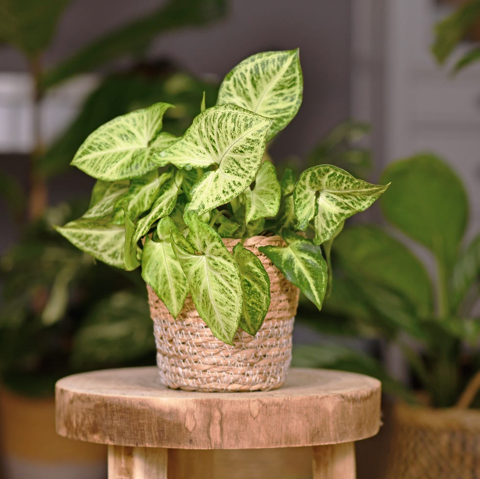 best vining plants arrowhead planttropical 'syngonium podophyllum arrow' houseplant in basket pot