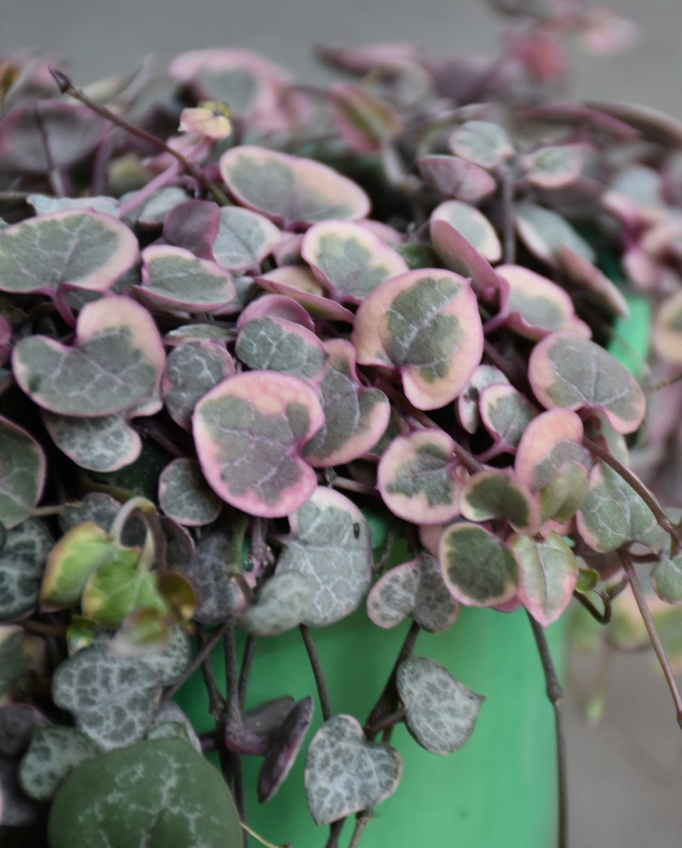 best vining plants string of hearts string of hearts lovely plant pink leaves