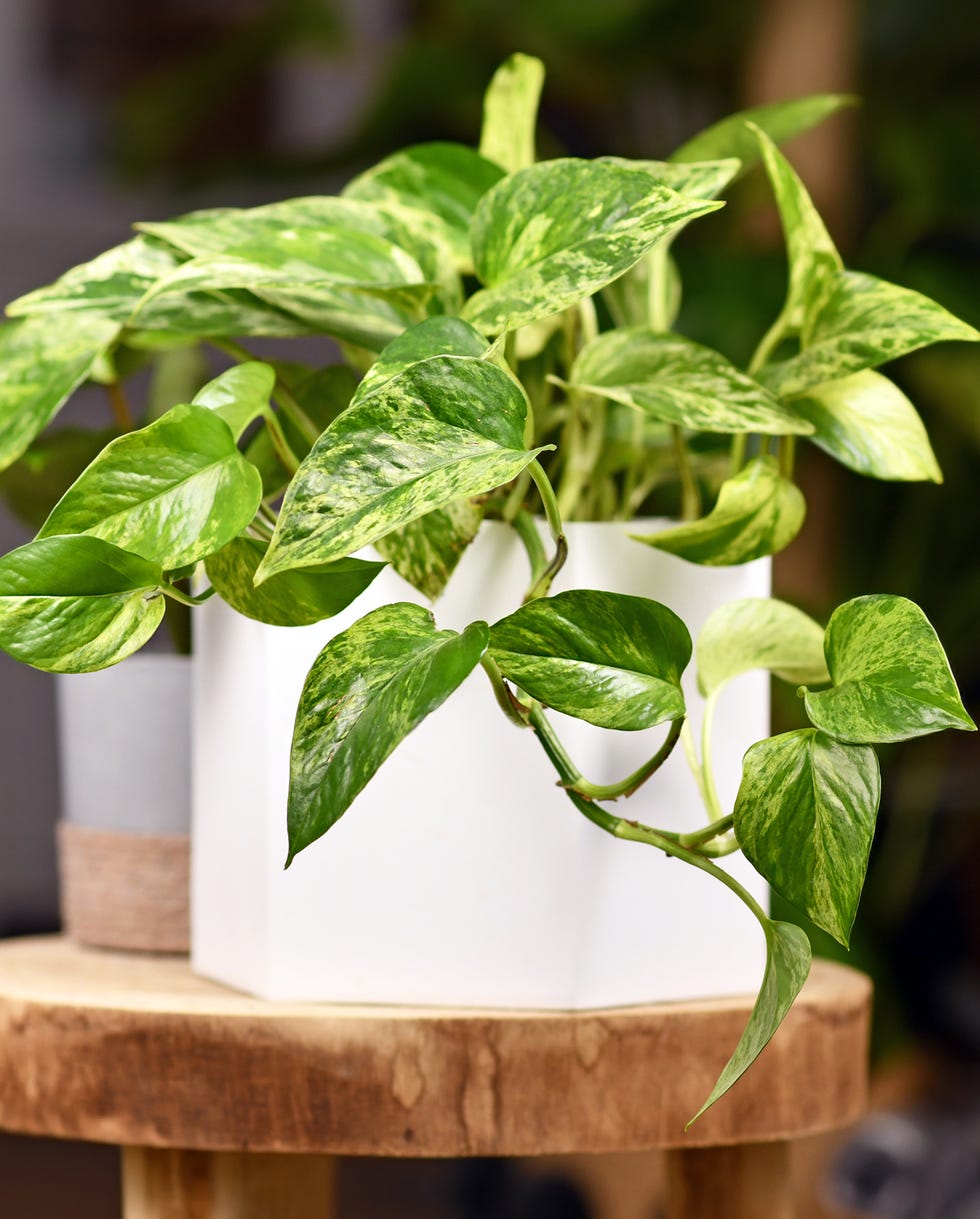 best vining plants marble pothostropical 'epipremnum aureum marble queen' pothos houseplant in flower pot