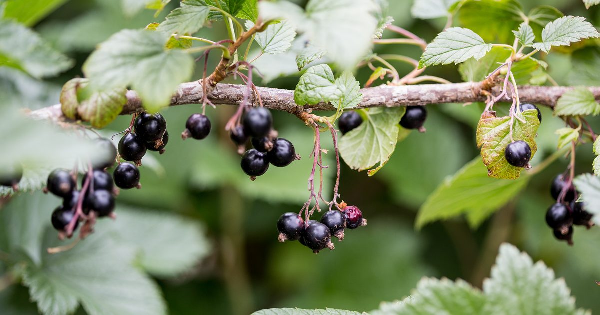 Tips on discover ways to Develop Blackcurrants | BBC Gardeners World Journal