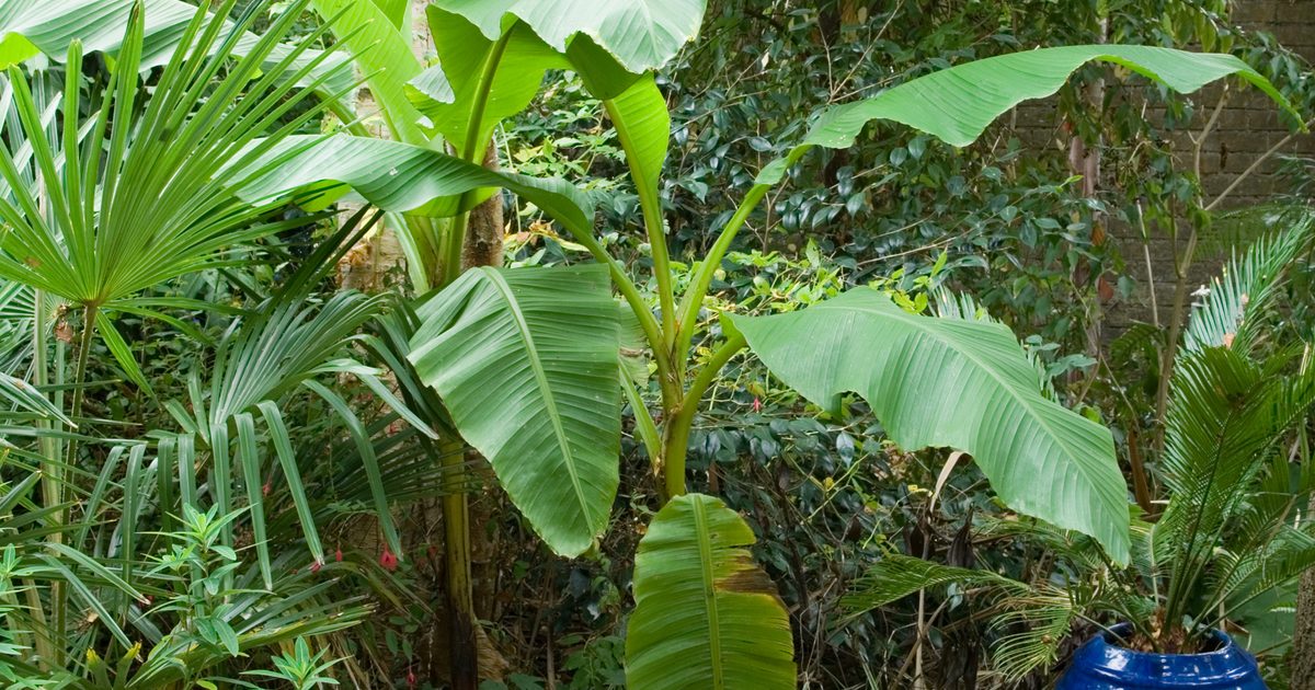 How one can Develop Banana Vegetation