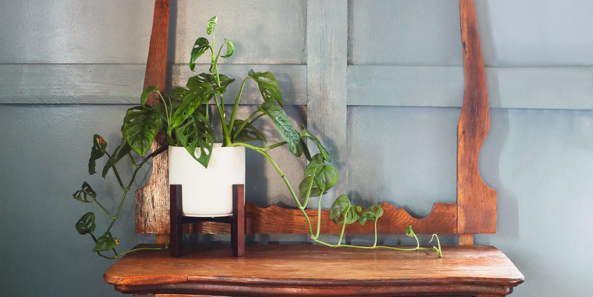 25 Greatest Indoor Vining Houseplants