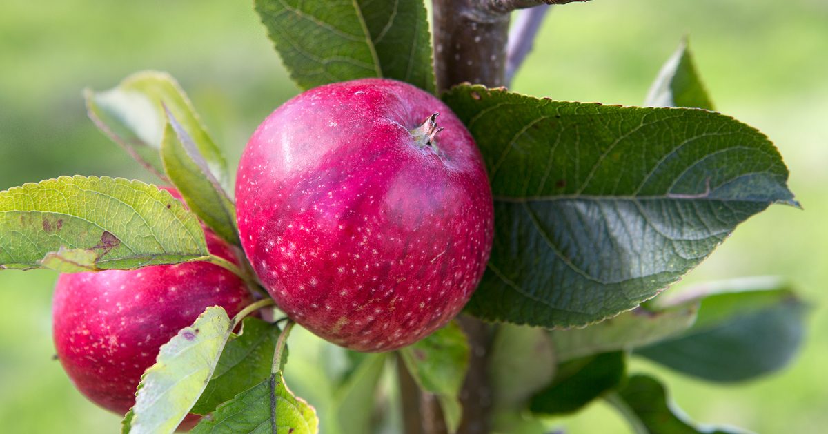 Most fascinating Apple Varieties to Develop