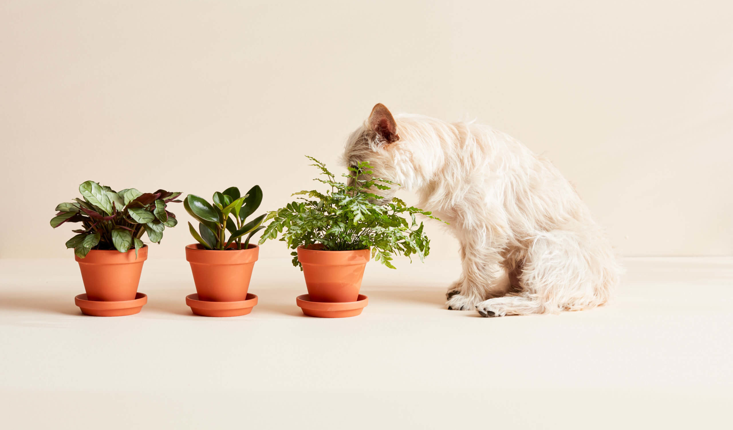 15 Pet-Good Crops Protected for Cats and Canine