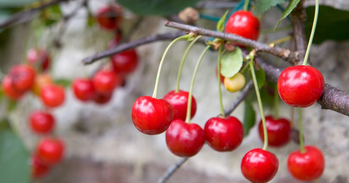 Among the best methods to Develop Cherries | BBC Gardeners World Journal