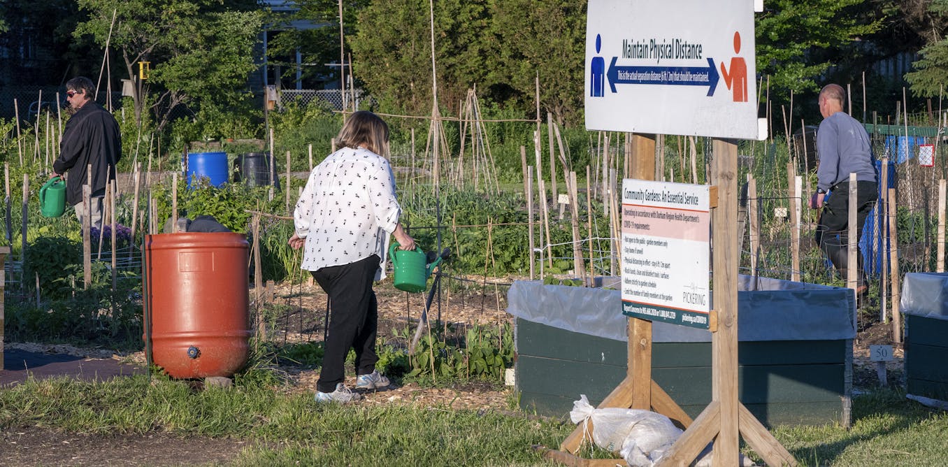 Metropolis vegetable gardens produce additional than merely meals