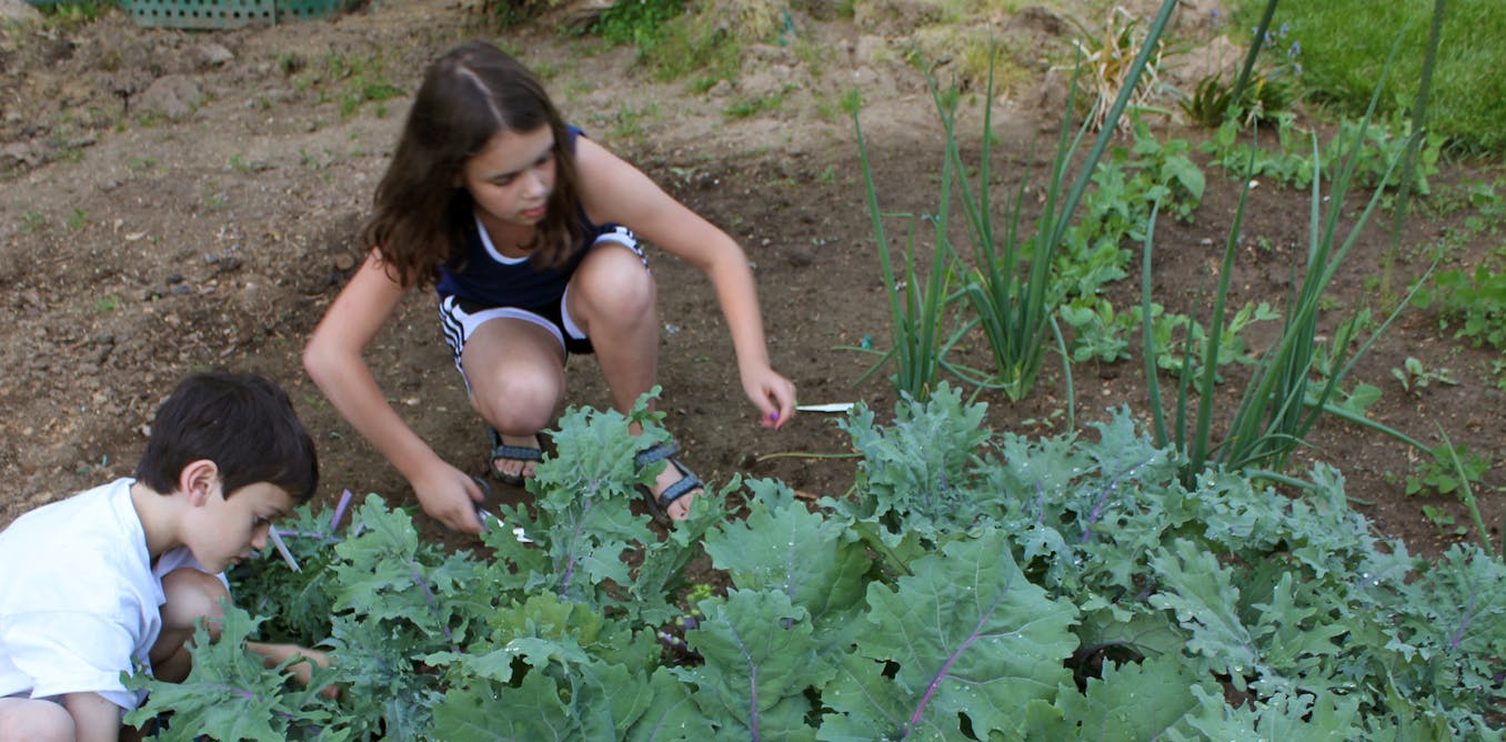 Do children who develop kale eat kale?