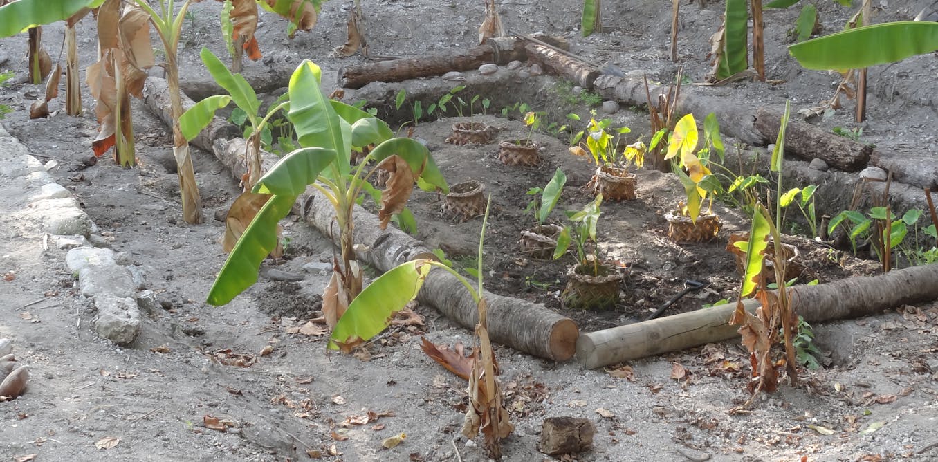 How meals gardens based mostly on typical apply can enhance successfully being contained in the Pacific