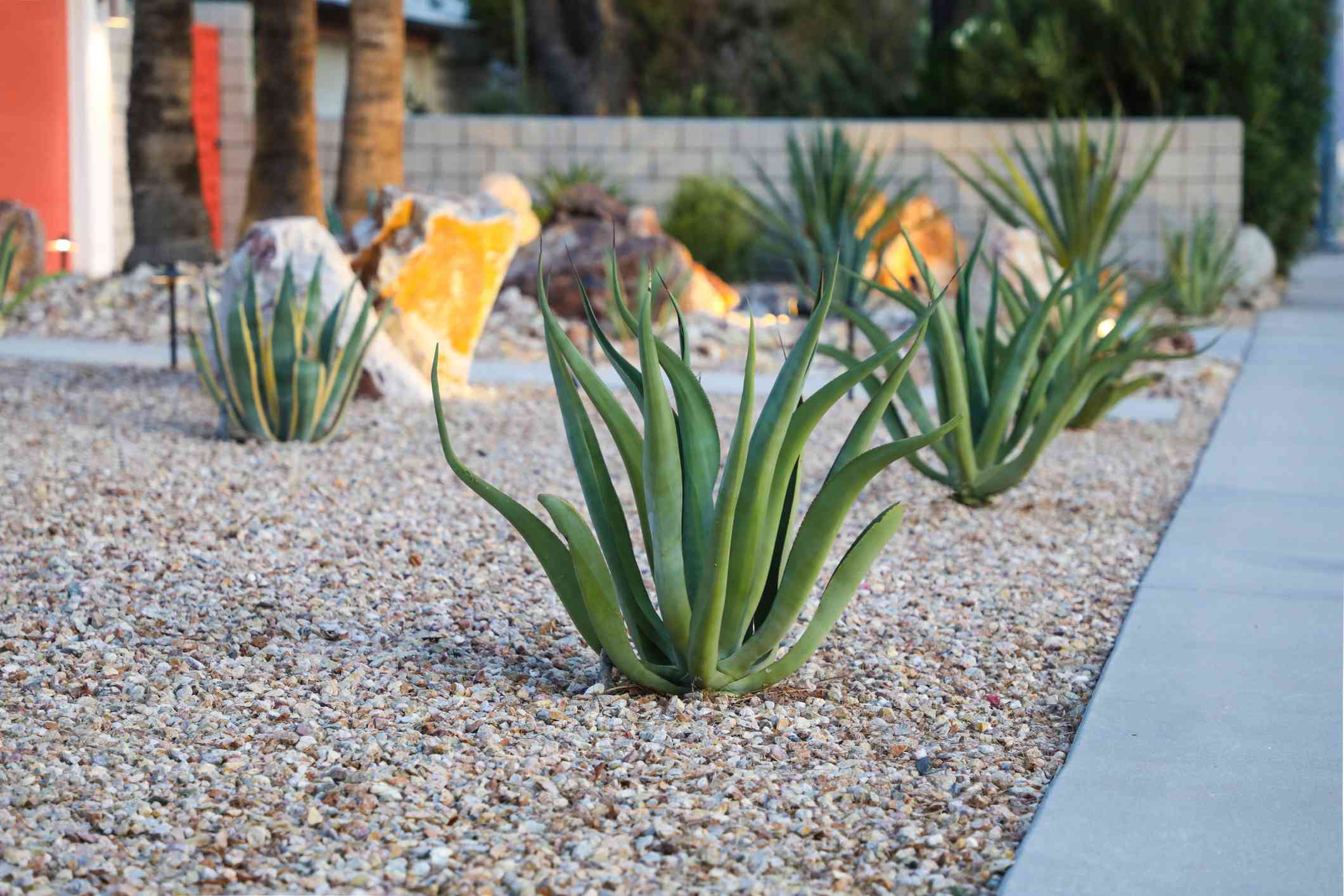 10 Spiky Vegetation to Add Some Drama to Your Landscaping