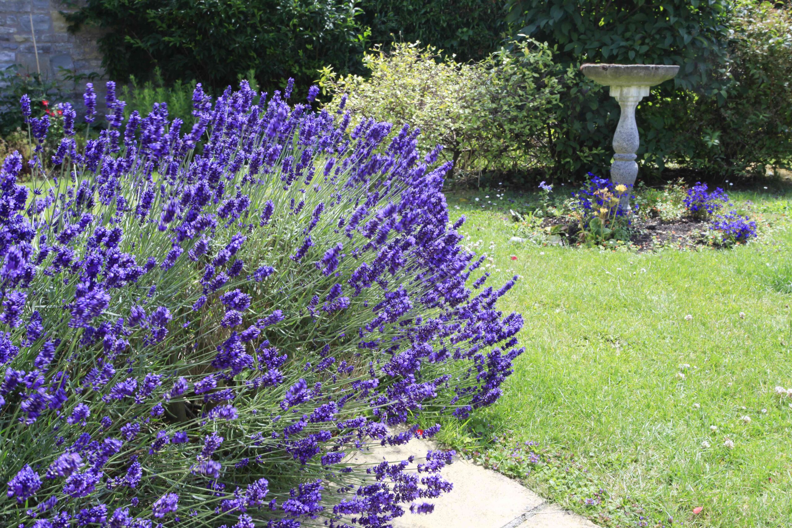 Learn the way to Create a Winter Sensory Yard for a Seasonal Escape