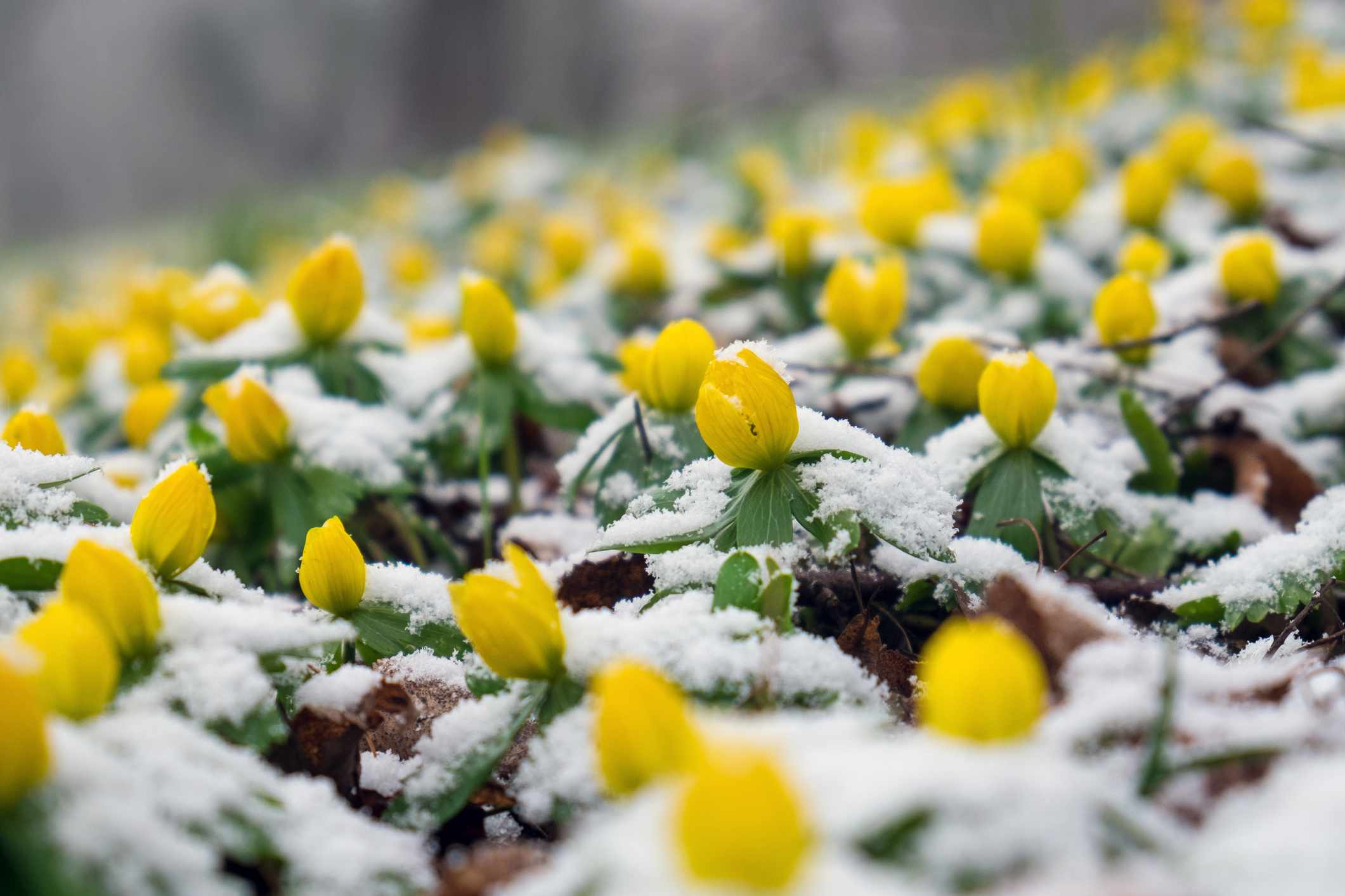 12 Winter Landscaping Ideas You Need This Season