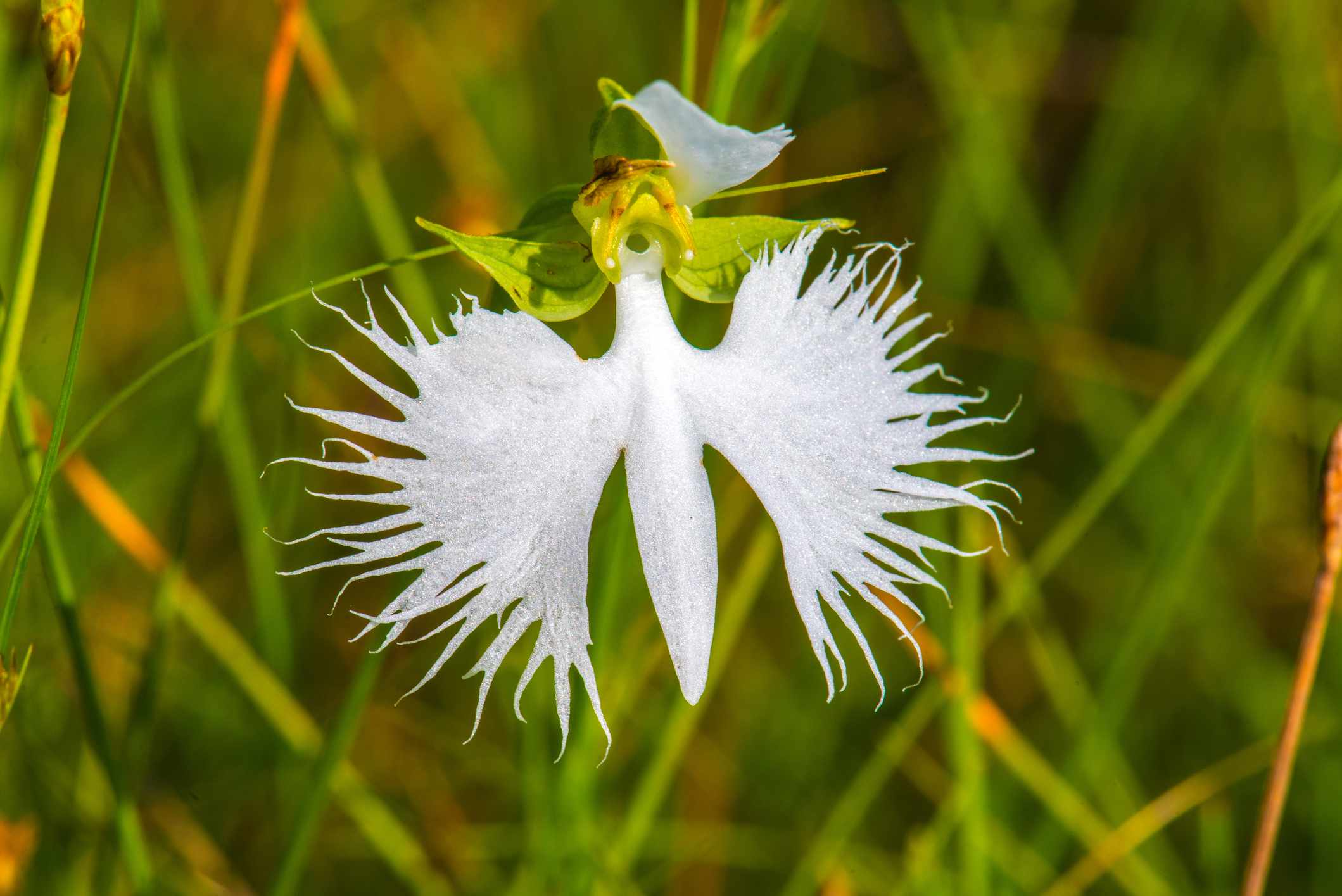 11 Flowers That Actually Look Like Birds