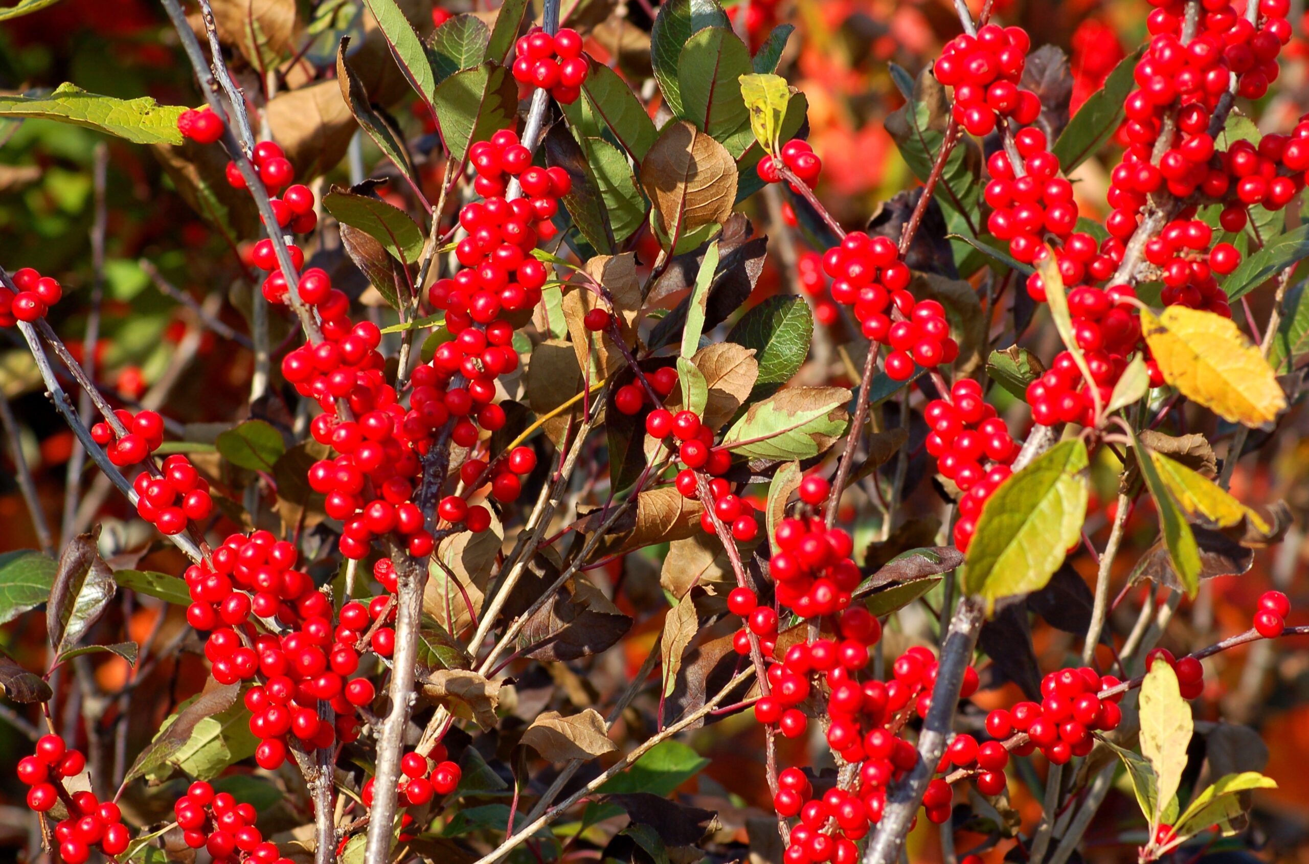 20 Winter Shrubs You Should Develop Now That Thrive in Chilly Local weather